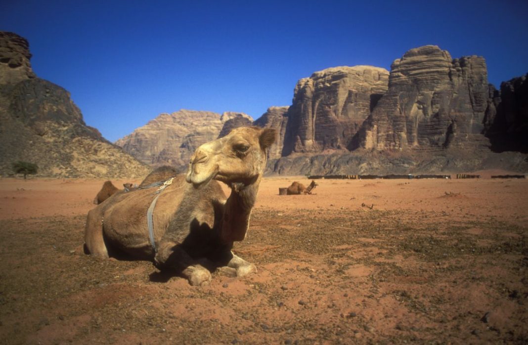 Dromadaire, désert du Wadi Rum, Jordanie©Martin Bohn