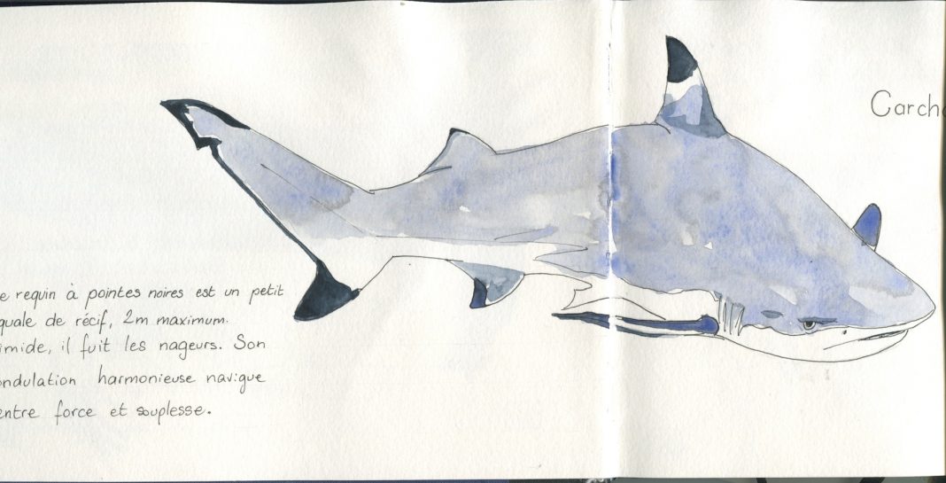 Requin pointe noire-dessin aquarelle ©Martin BOHN